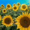 Tuscan Sunflowers, Cortona, Italy