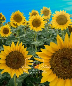 Tuscan Sunflowers, Cortona, Italy
