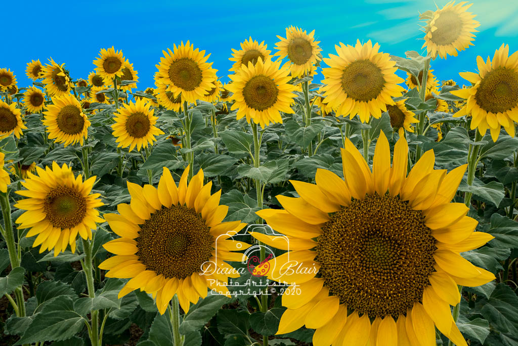 Tuscan Sunflowers, Cortona, Italy