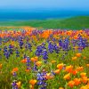 California Wildflowers - near Tejon Ranch