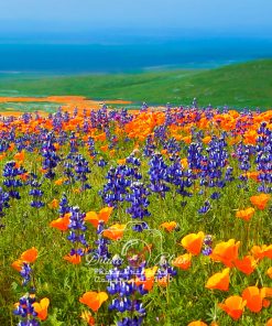 California Wildflowers - near Tejon Ranch