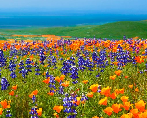 California Wildflowers - near Tejon Ranch