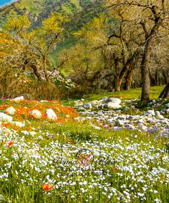 California Wildflowers - near Tejon Ranch