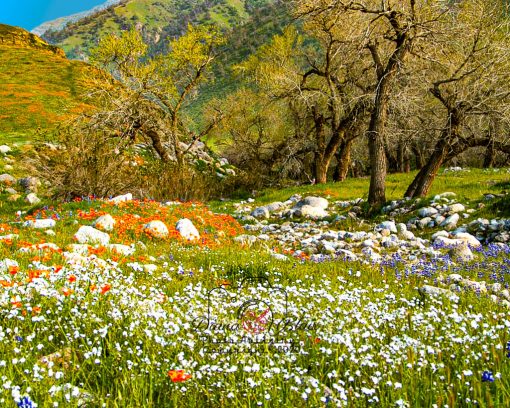 California Wildflowers - near Tejon Ranch