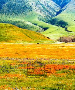 California Wildflowers - near Tejon Ranch