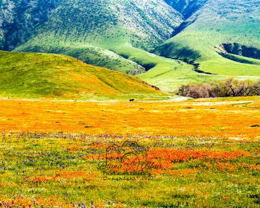 California Wildflowers - near Tejon Ranch