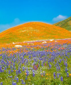 California Wildflowers - near Tejon Ranch