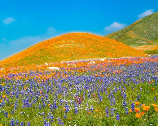 California Wildflowers - near Tejon Ranch