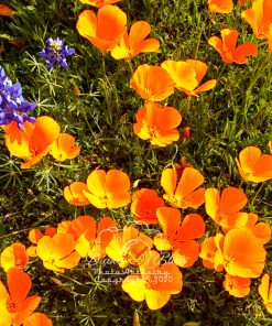 California Wildflowers - near Tejon Ranch