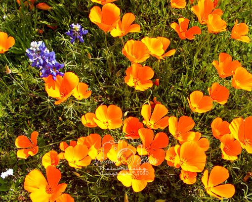 California Wildflowers - near Tejon Ranch