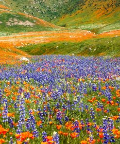 California Wildflowers - near Tejon Ranch