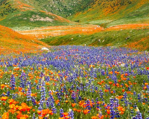 California Wildflowers - near Tejon Ranch