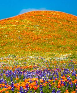 California Wildflowers - near Tejon Ranch