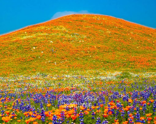 California Wildflowers - near Tejon Ranch