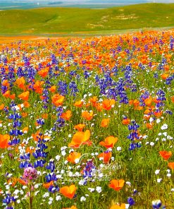 California Wildflowers - near Tejon Ranch