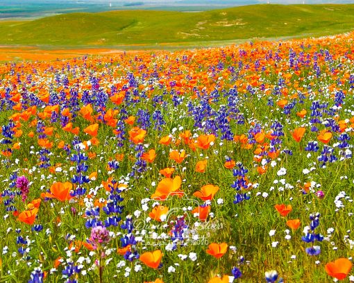 California Wildflowers - near Tejon Ranch