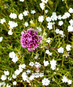 California Wildflowers - near Tejon Ranch