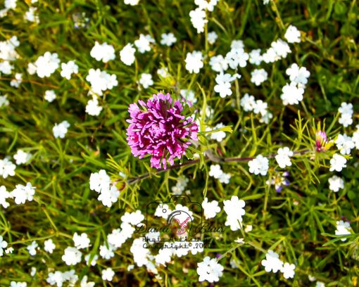 California Wildflowers - near Tejon Ranch