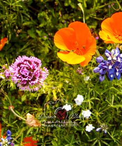 California Wildflowers - near Tejon Ranch