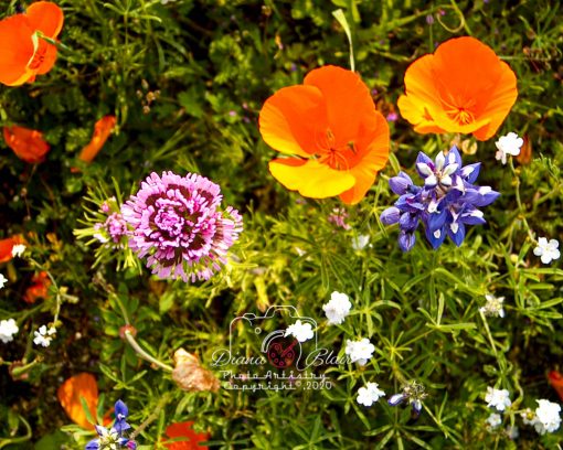 California Wildflowers - near Tejon Ranch