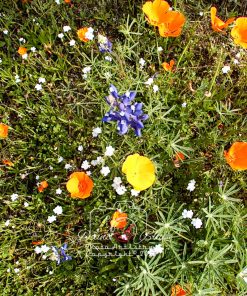 California Wildflowers - near Tejon Ranch