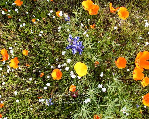 California Wildflowers - near Tejon Ranch